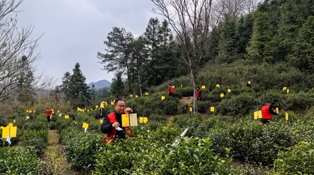 皖黟縣柯村鎮：紅色初心潤沃土 綠色使命助茶農