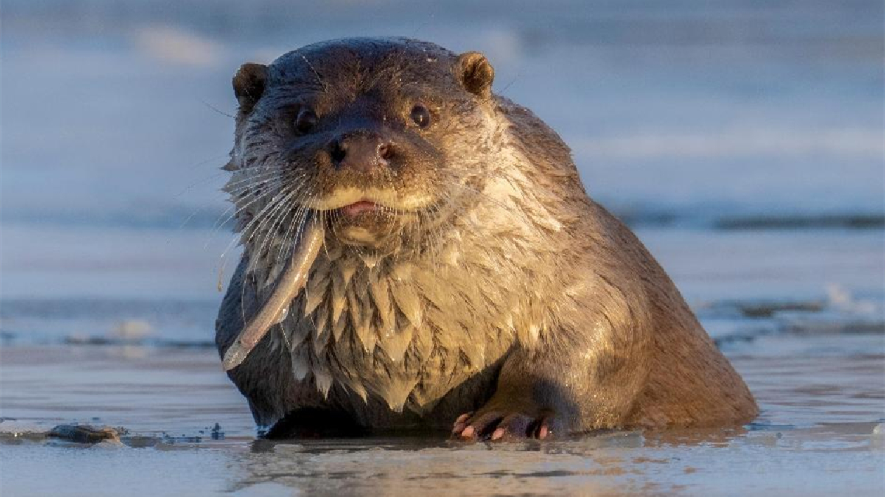 透過水獺視角 龍井市「三大體系」建設如何讓生態優勢成為可持續發展的最大「本錢」？（上）