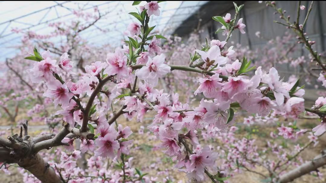 山西臨猗：春到古郇氣象新