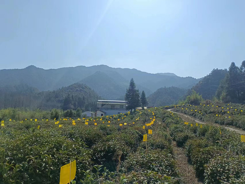 「小黃板」撐腰「生態茶」  皖黟縣實現全域茶園零污染