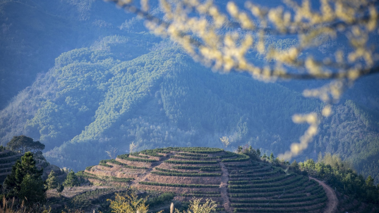 好山好水育好茶！汕尾陸河兩家茶企獲第七批廣東生態茶園認定