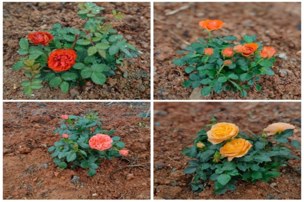 攜手添新綠 湖南高速服務區開展植樹節活動