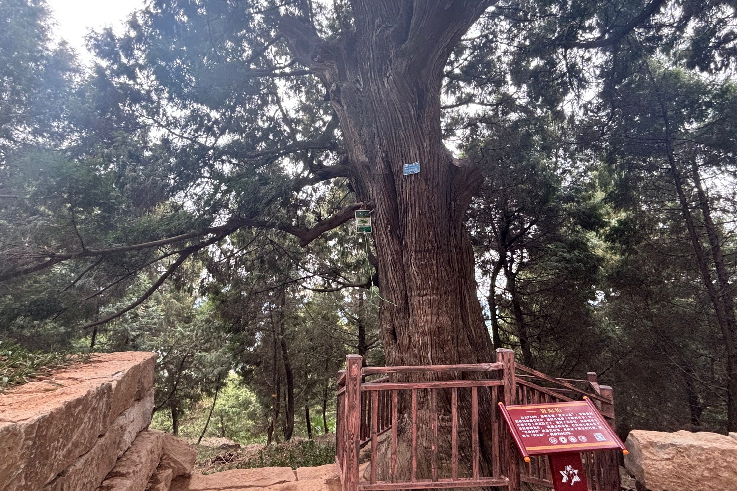 四川梓潼：科學「種管」結合　義務植樹成活率超過99%