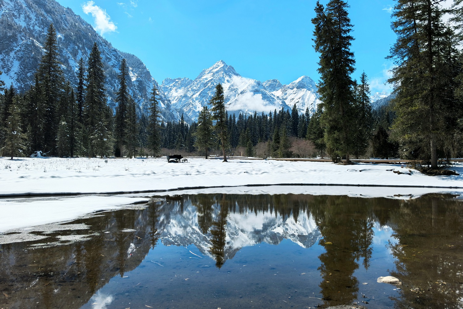 四川平武：春雪邂逅原始秘境 熊貓家園上演「白色春景」