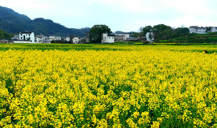 皖歙縣：雨潤新安江 菜花初綻黃