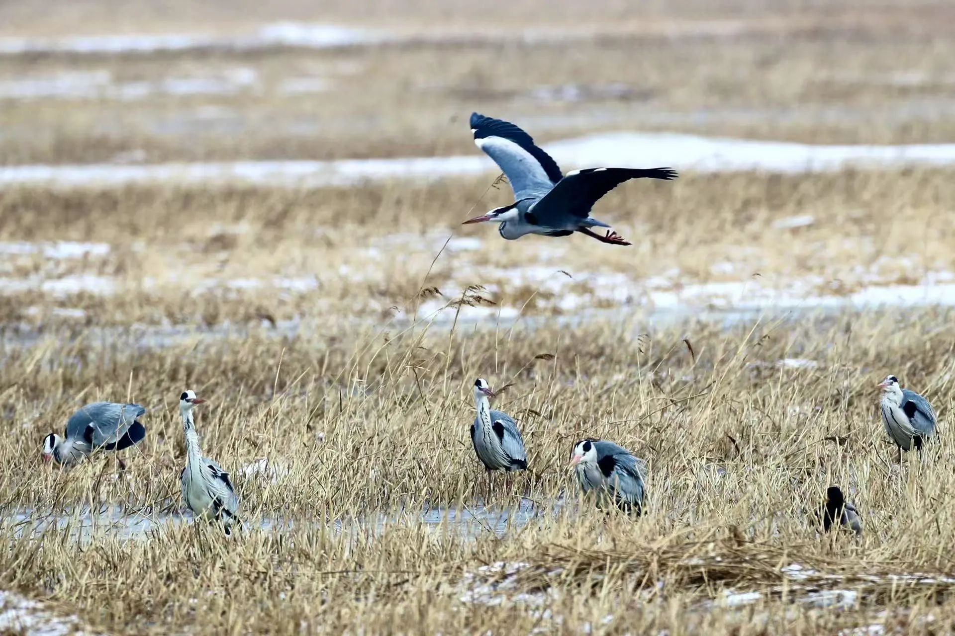 首批候鳥七星河濕地報春