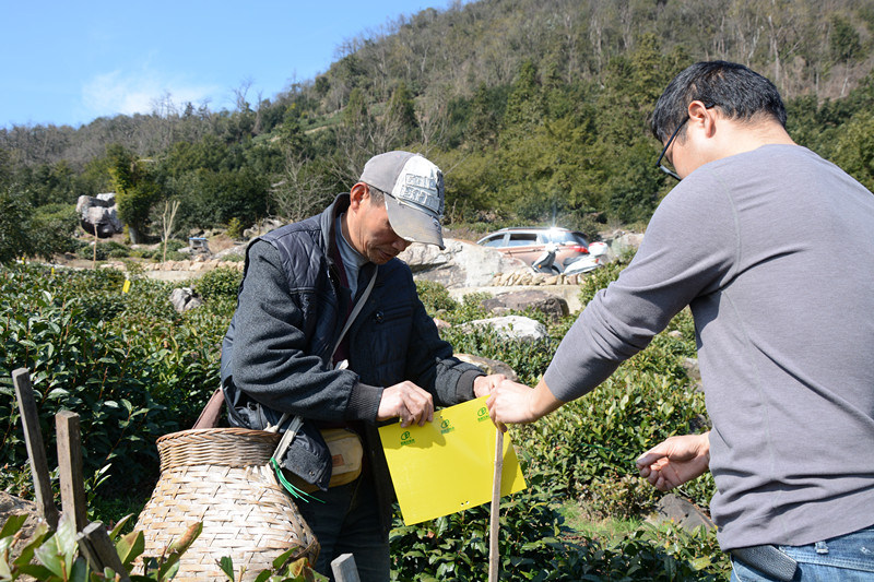 皖黃山區新明：太平猴魁核心產區 綠色防控有序推進