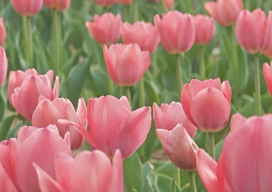 歡樂蕪湖 春天有約