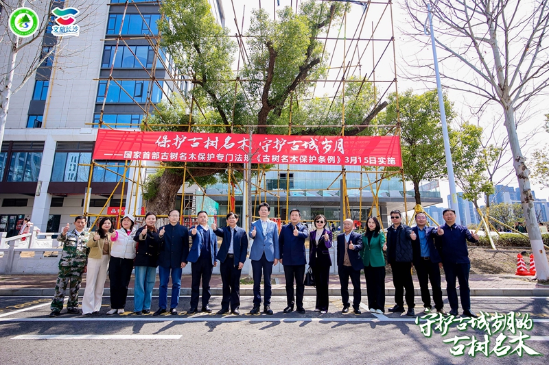 長沙啟動「守護古城歲月的古樹名木」活動
