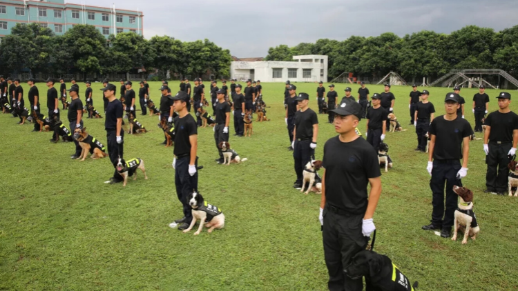廣州公安「汪汪隊」備戰十五運會：科技賦能練就「神犬奇兵」