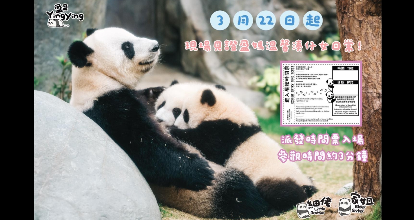 大熊貓盈盈與龍鳳胎周六起在「大熊貓之旅」展館與公眾見面