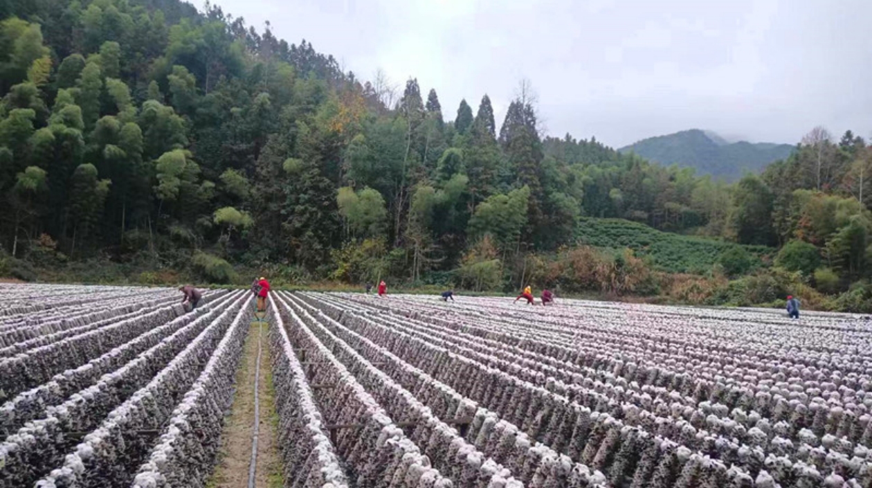 皖黟縣美溪：堅守初心繪新篇 深耕「三農」責任田