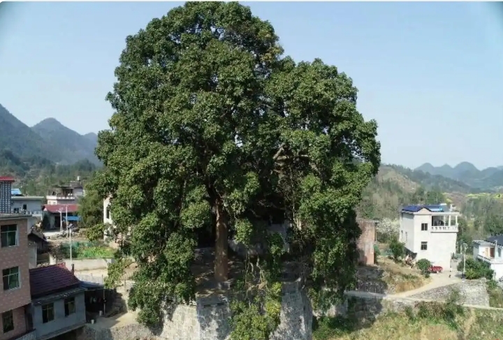 湖南發布加強古樹名木保護的總林長令