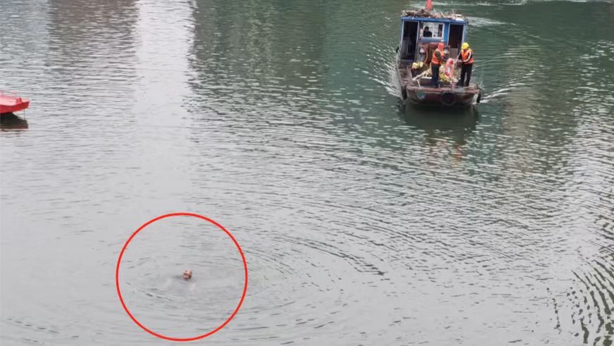 曲江橋下驚險一幕：男子落水 清淤船工英勇救人