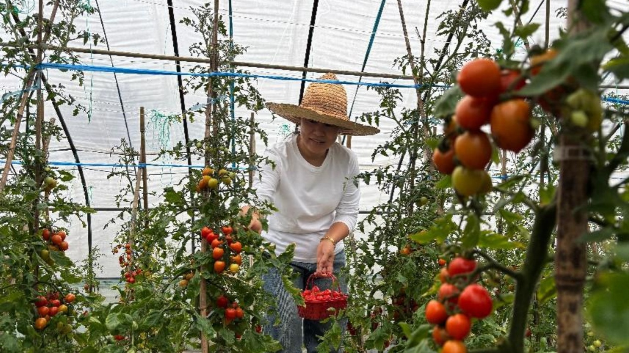 皖屯溪區：新模式攜手 小番茄成「搖錢果」