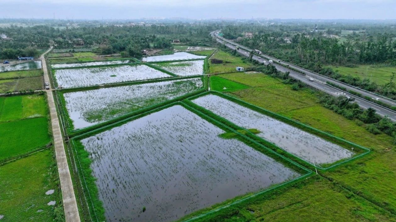 中國熱科院在海南定安探索稻蝦種養創新模式