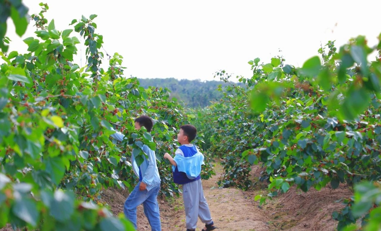海南定安將舉辦桑葚採摘節