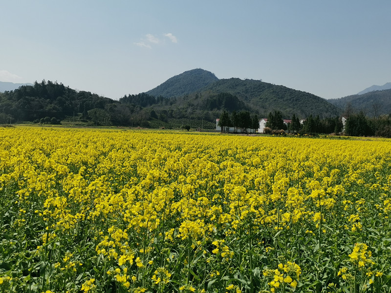 皖祁門：「祁門糧倉」成花海
