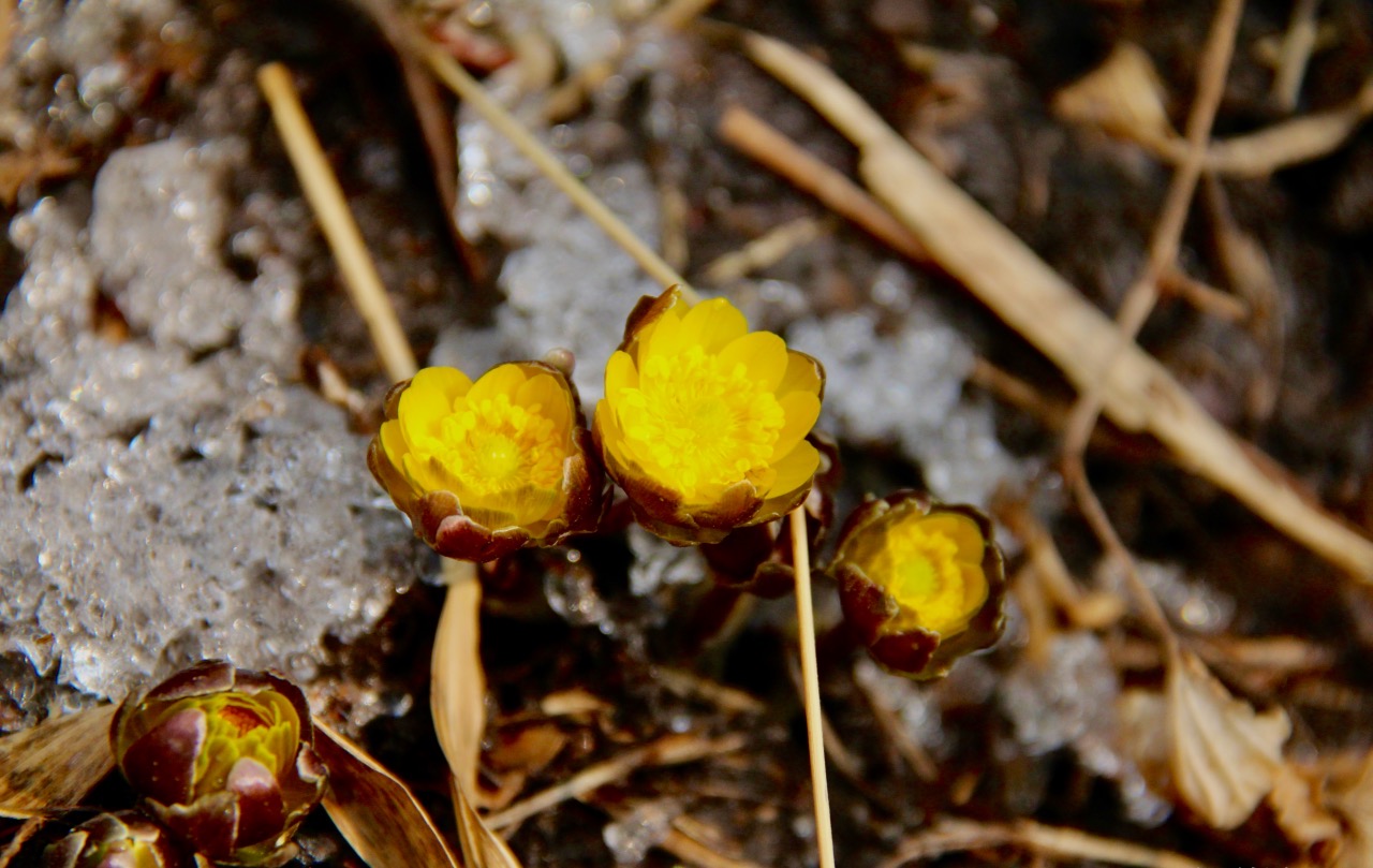 破冰而出 春日「頂流」
