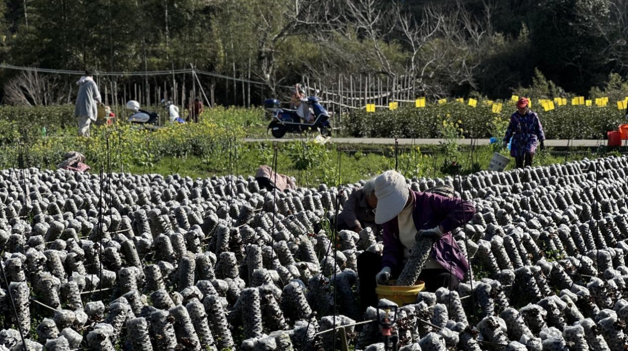 皖祁門縣：「越冬」木耳採摘忙 繪就春日好「豐」景
