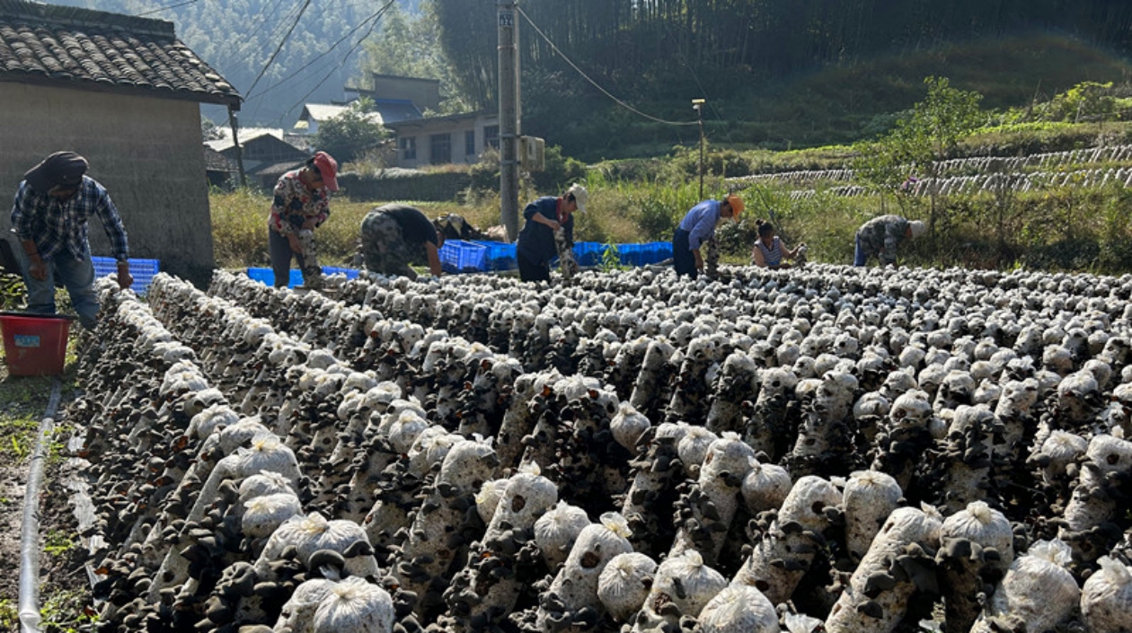 皖黟縣洪星：「小木耳」開出「致富花」