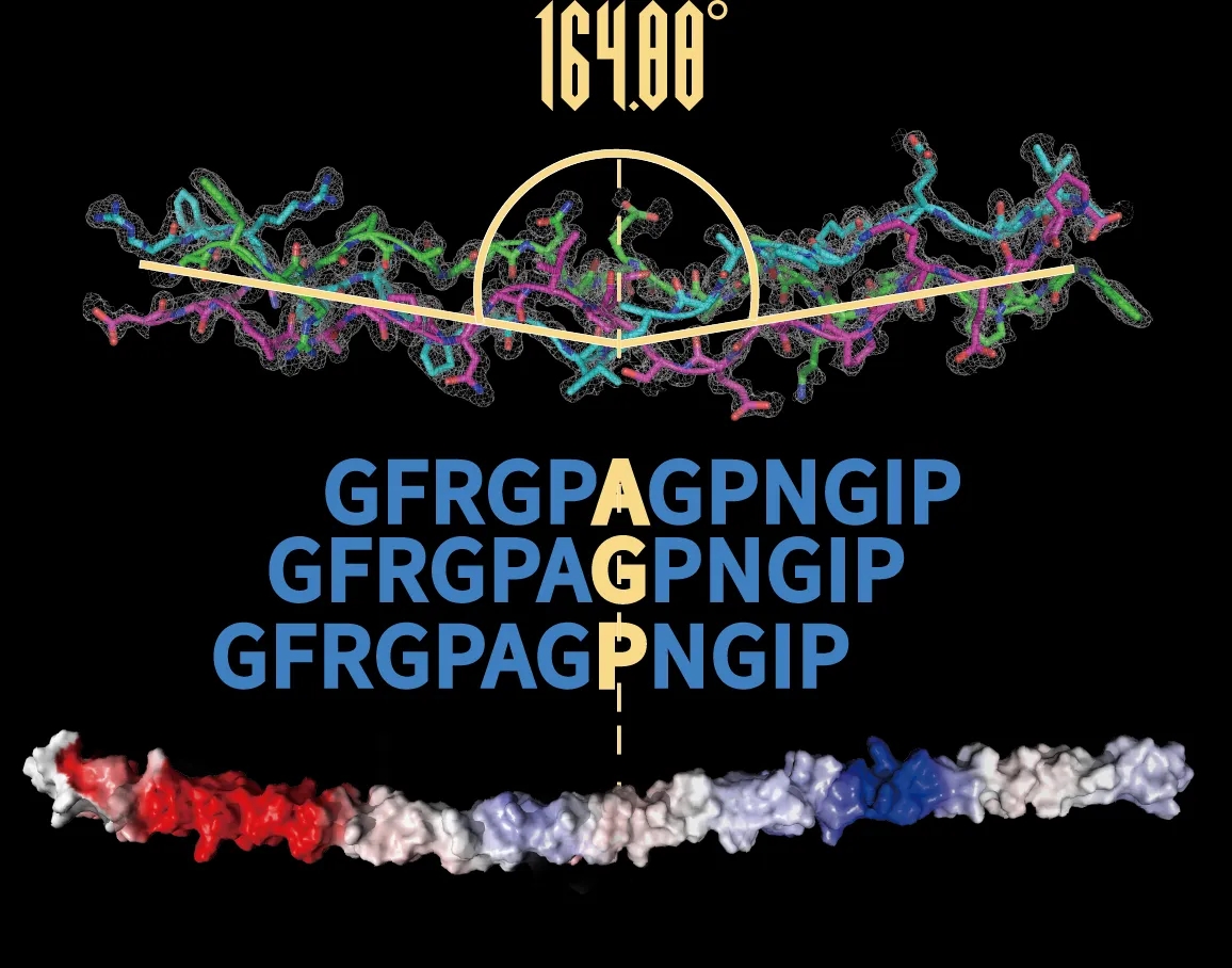 錦波生物獲權威認可 以「透明革命」引領行業高質量發展