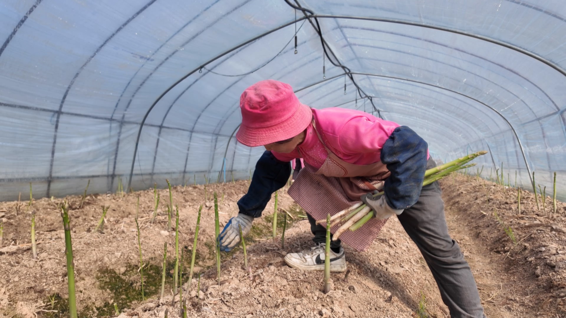 皖黟縣：蘆筍產業開啟致富之門「綠鑰匙」