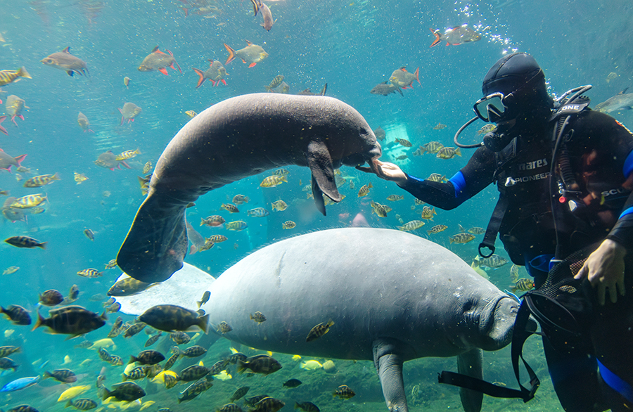 新生「小美人魚」亮相！珠海長隆海洋王國西非海牛家族迎來「九公主」