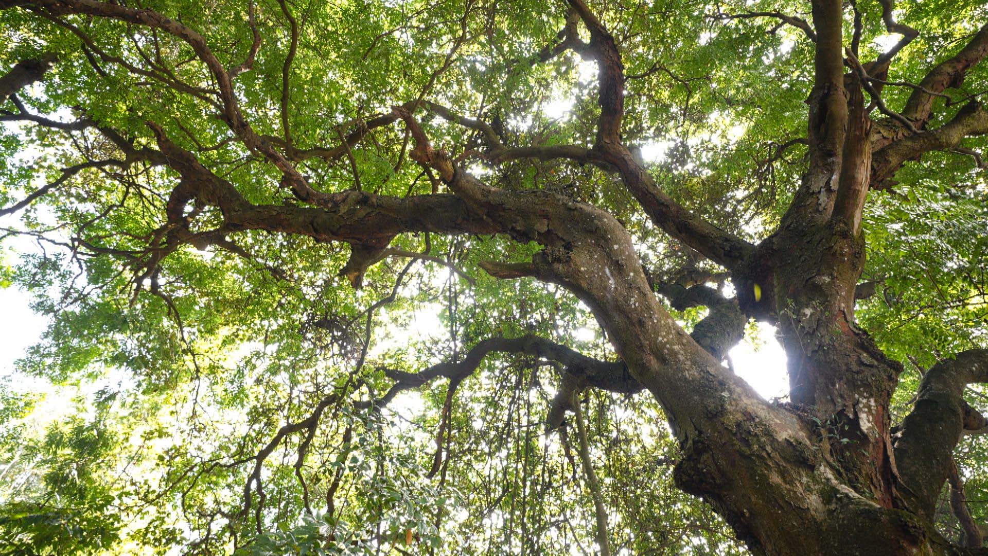 桂玉林容縣為古樹名木撐起 「保護傘」