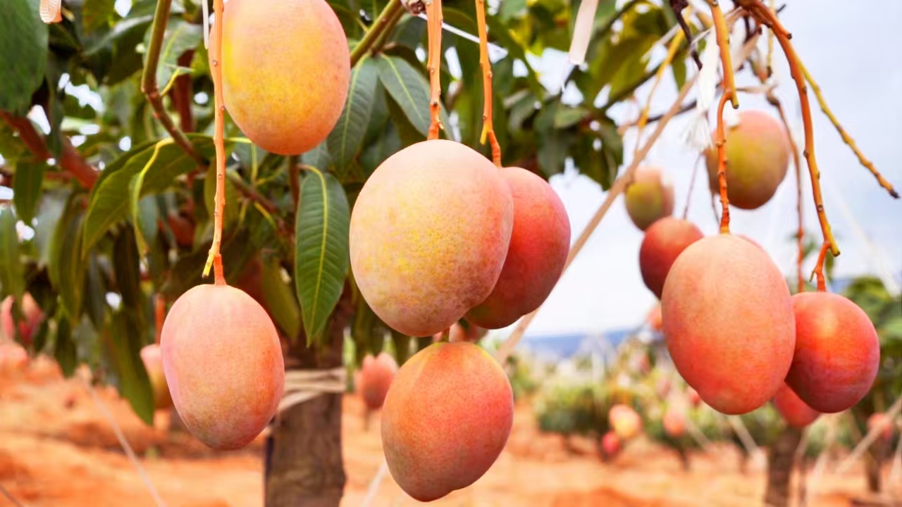 雲南永仁上演春天的「甜蜜奇蹟」