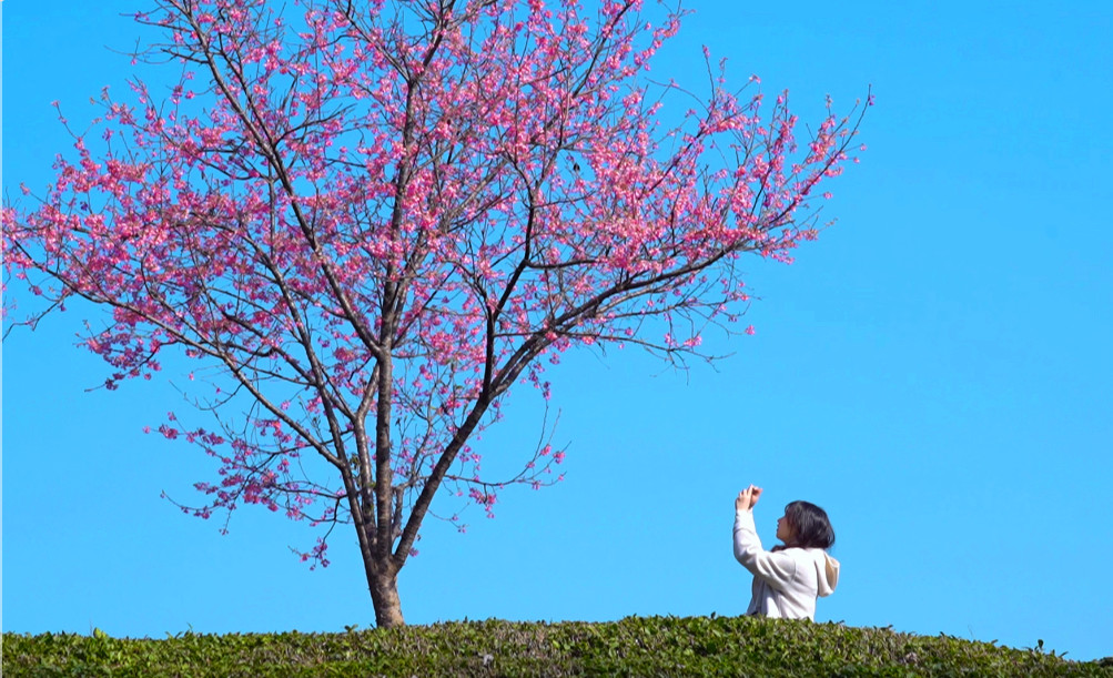 有片|安徽徽州區：櫻花盛放 奏響春日交響曲