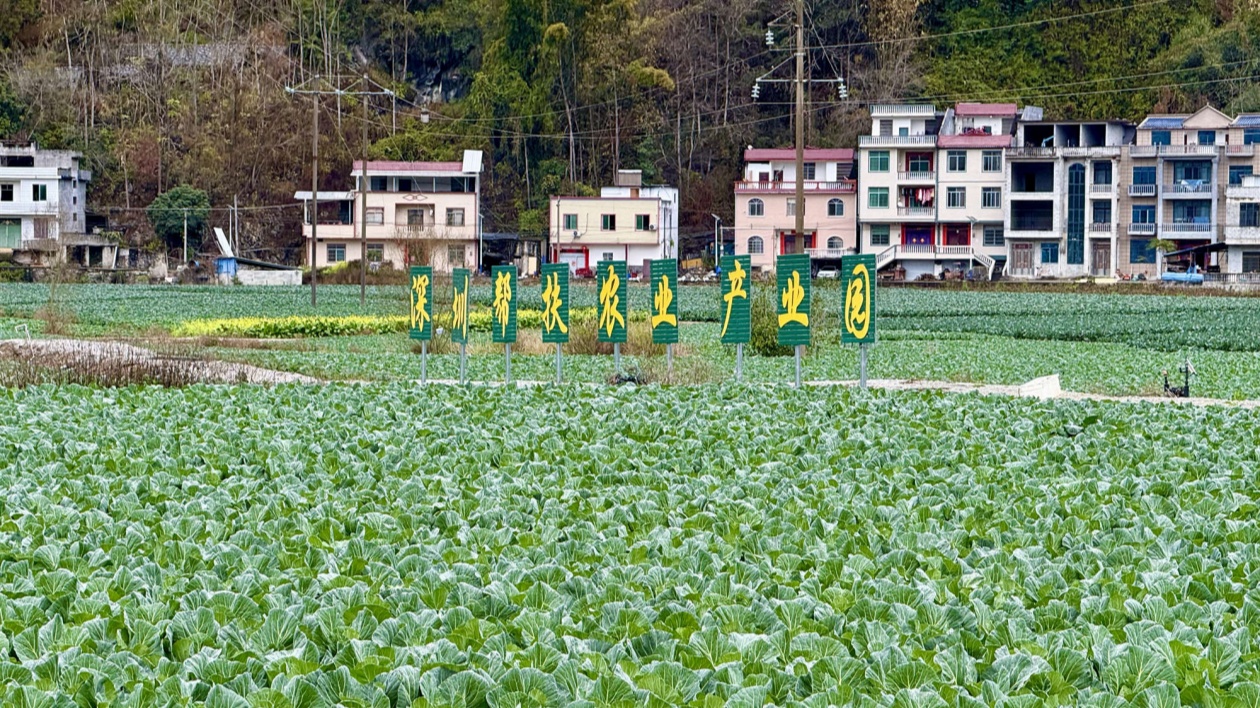 粵桂合作「結碩果」桂河池鳳山縣打造大灣區「菜籃子」與產業轉移高地