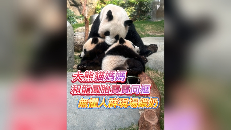 有片丨大熊貓媽媽和龍鳳胎寶寶同框 無懼人群現場餵奶