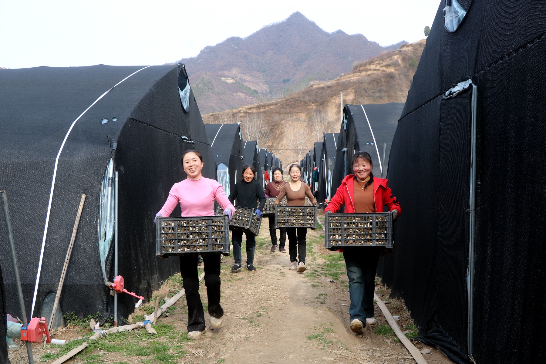 甘肅成縣：羊肚菌喜獲豐收奏響鄉村振興「致富曲」