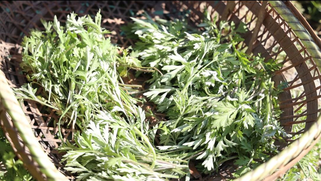 皖歙縣：新鮮春筍艾葉餃 風味徽州綻舌尖