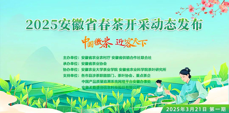 安徽茶葉主產區將陸續進入開採期