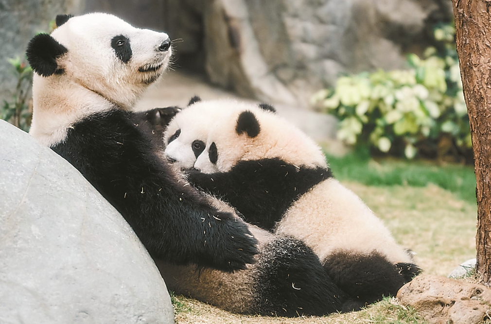 大熊貓龍鳳胎與媽媽今首度同框