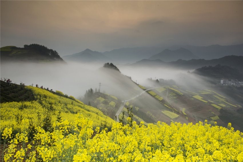 皖歙縣坡山躋身「華東最美油菜花村」