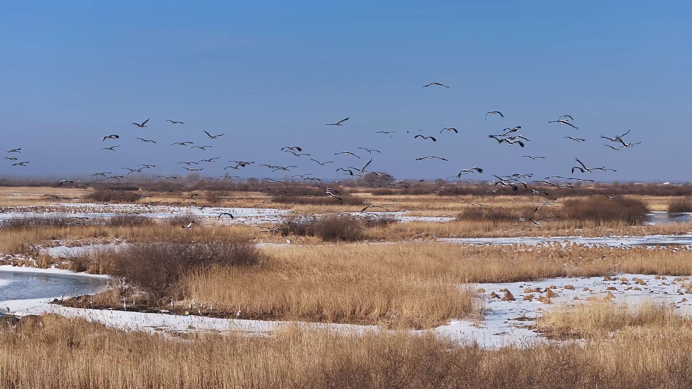 百餘只「鳥中大熊貓」東方白鸛翔集黑龍江寶清