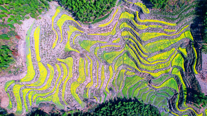 皖休寧縣：8萬畝油菜花綻放「金色經濟」