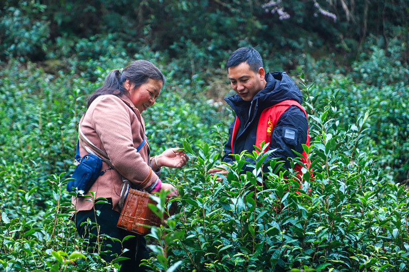 皖歙縣街口鎮：茶簍載春色 紅衫暖民生