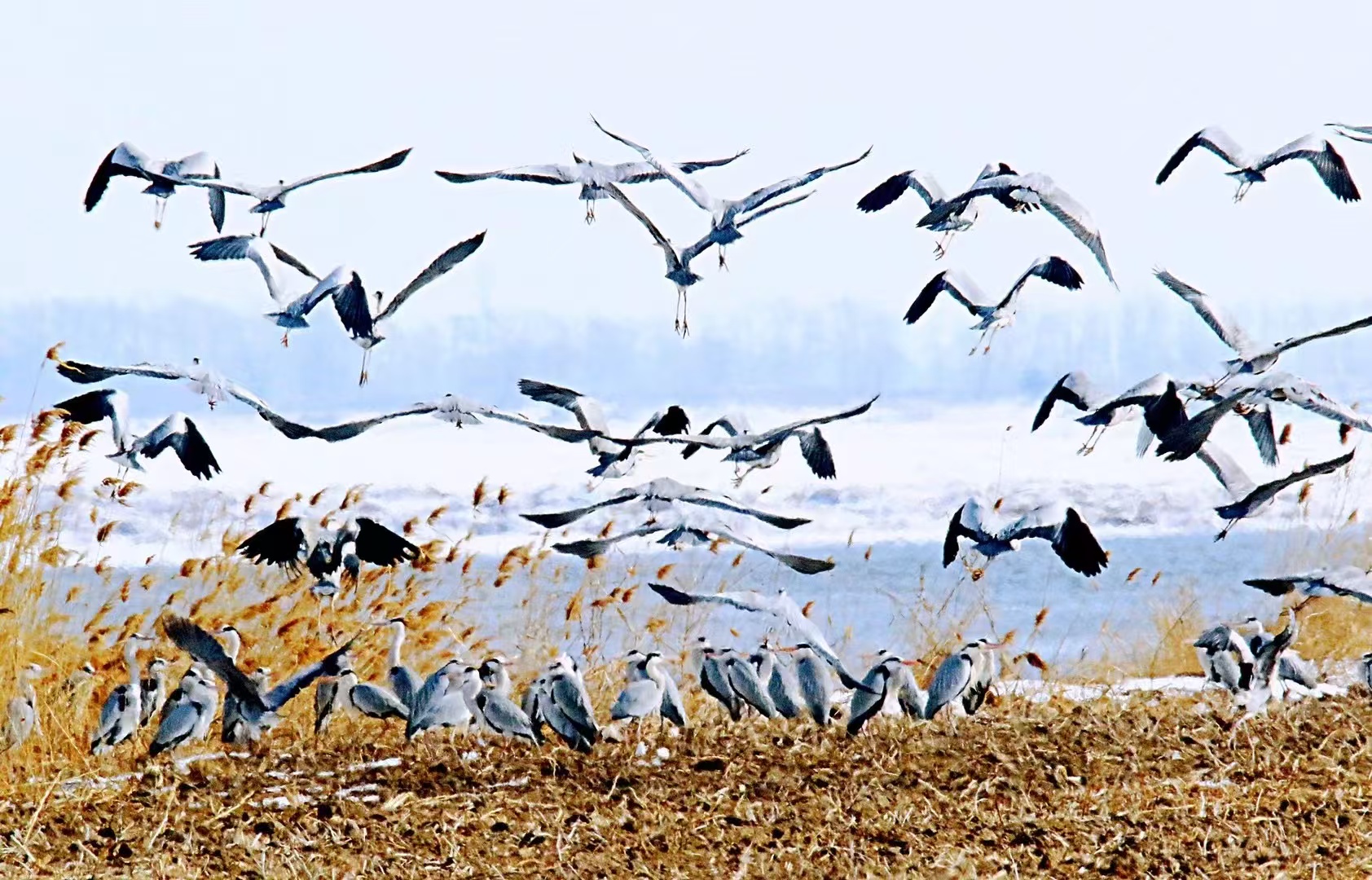 有片丨佳木斯東風區90餘種珍稀候鳥北歸 繪就生態和諧畫卷