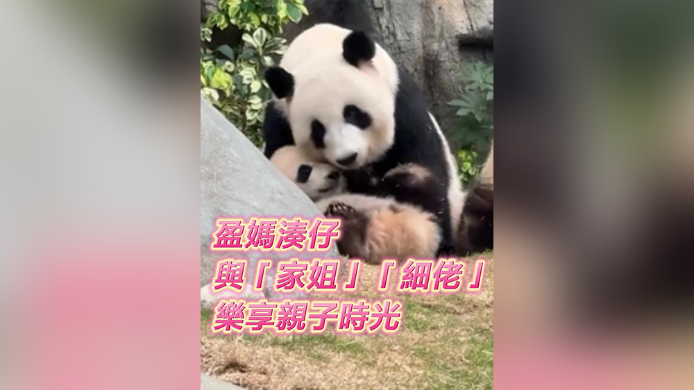 有片｜「盈媽」湊仔，與「家姐」「細佬」樂享親子時光！