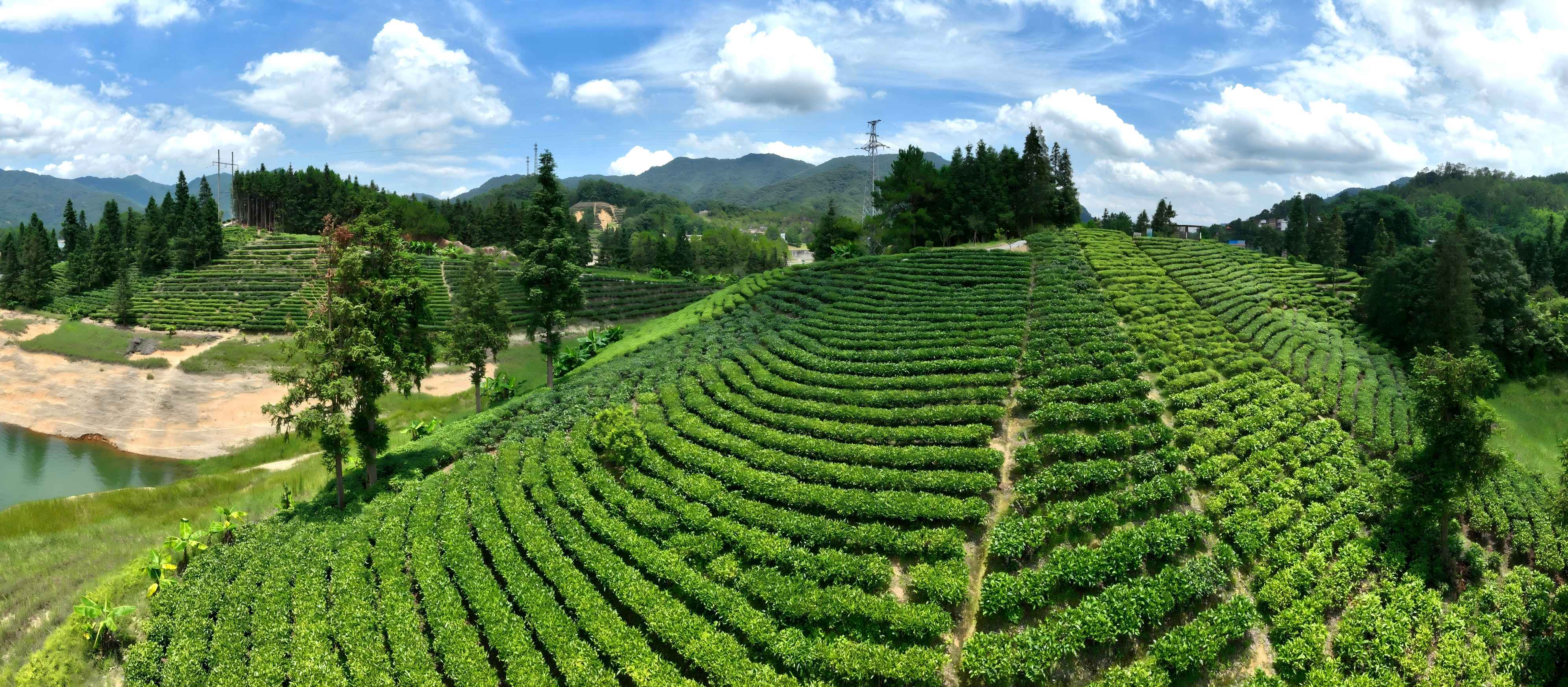 丹霞春茶正當時 仁化「金砂紅」香飄高端市場