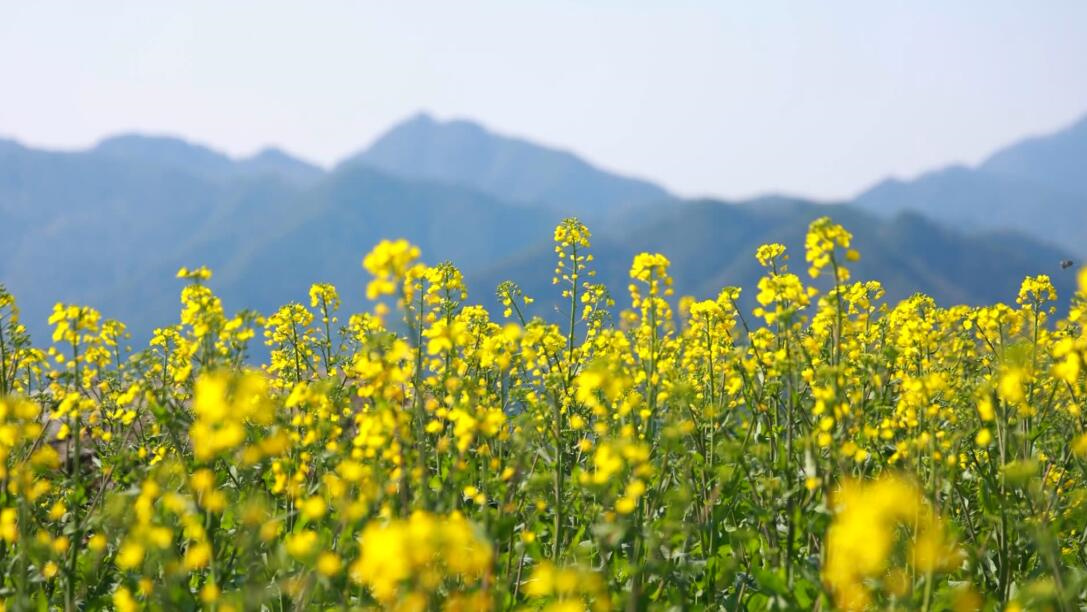 皖歙縣石潭：漫山油菜花似海  「賞花經濟」綻芬芳