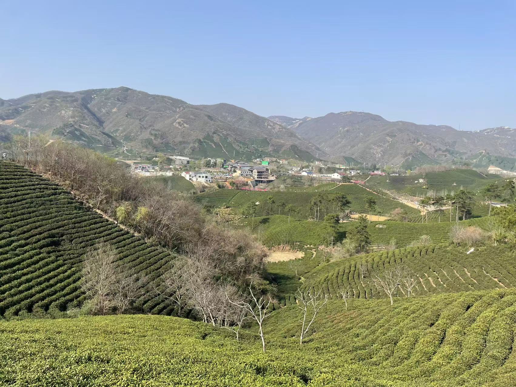 有片【行走信陽·解碼文旅新勢能】丨茶香漫青山 路景共繁華