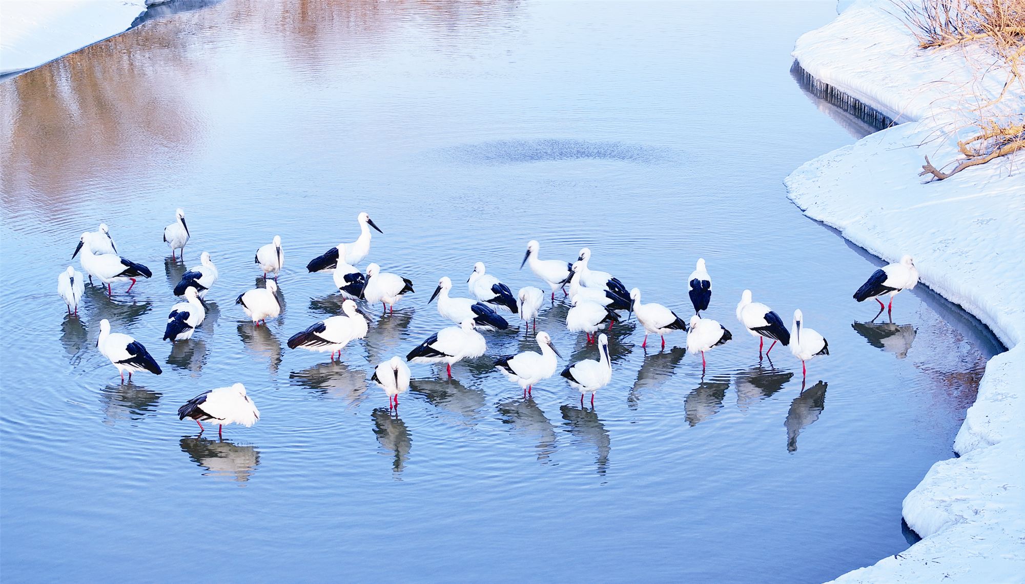百餘只國家一級保護鳥類東方白鸛在黑龍江饒河「安家落戶」