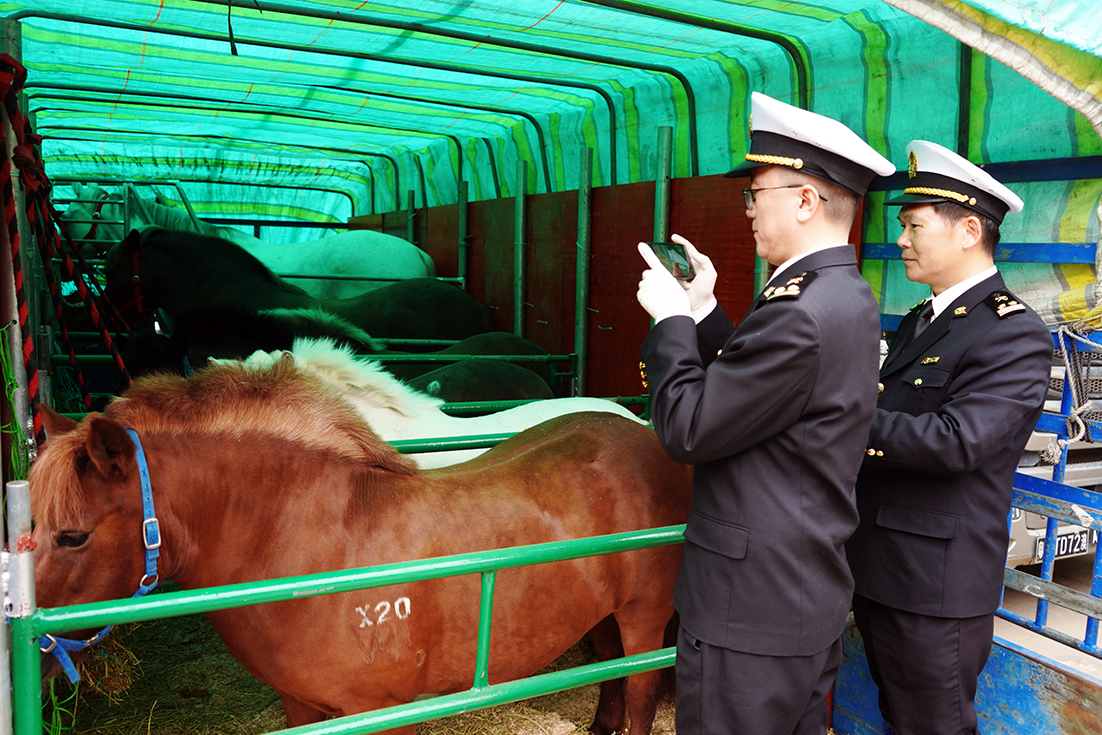 澳門最後一批退役賽馬入駐內地