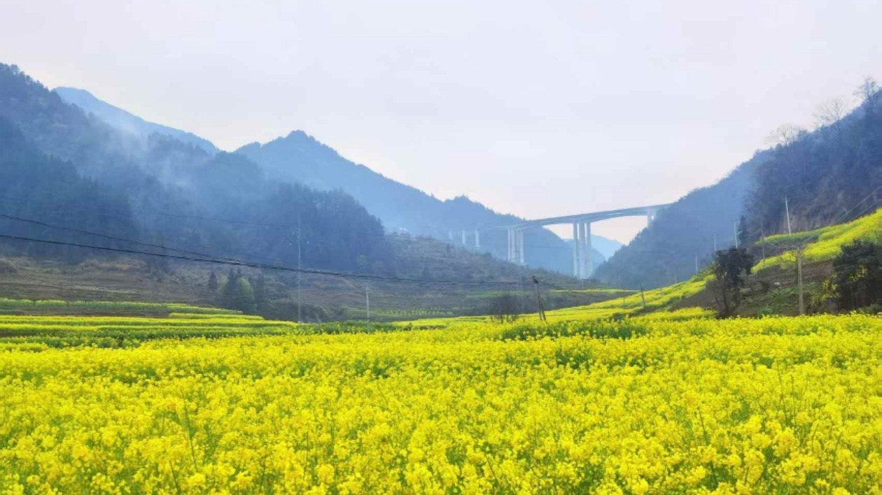 利川市謀道鎮首屆油菜花節盛大開幕