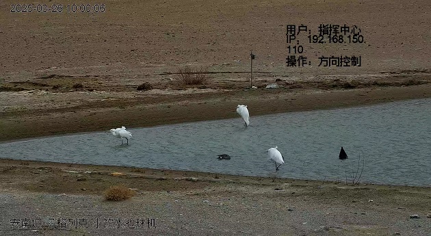 大白鷺與針尾鴨和諧共處 隴安南壩保護區首次定格